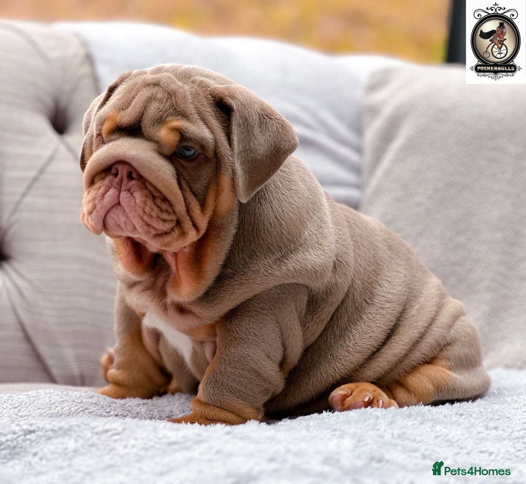 English Bulldog dogs for sale: What a precious little chunk! 🐶💕 - Image 3