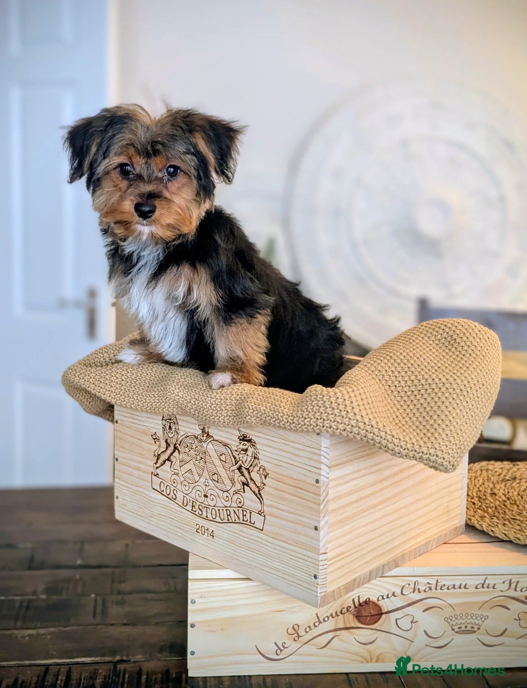 Yorkshire Terrier dogs for sale: 2 Biewer Yorkshire Terrier Boys – Ready Now! - Advert 11