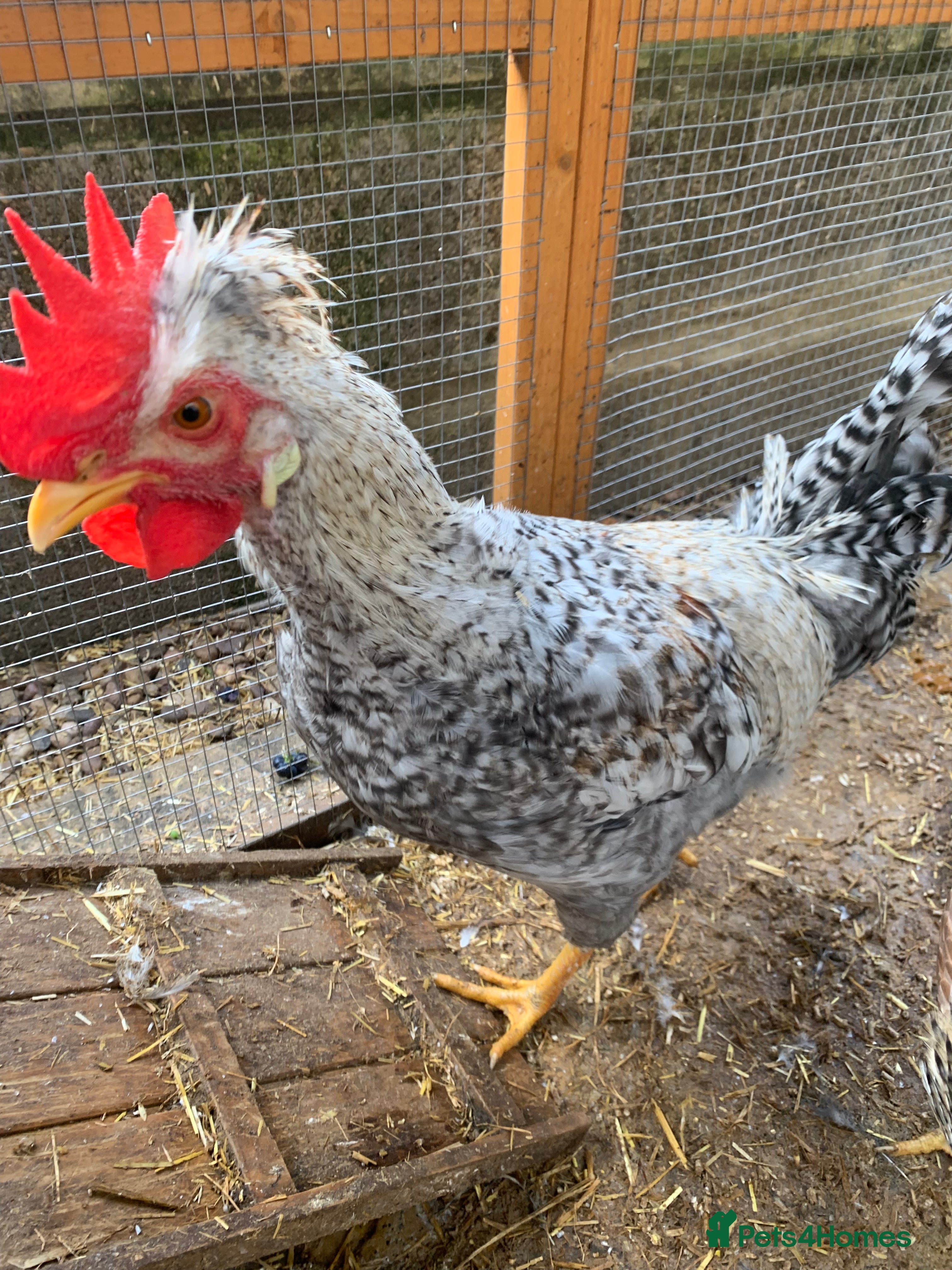 Chickens poultry Cockeral - Advert 10