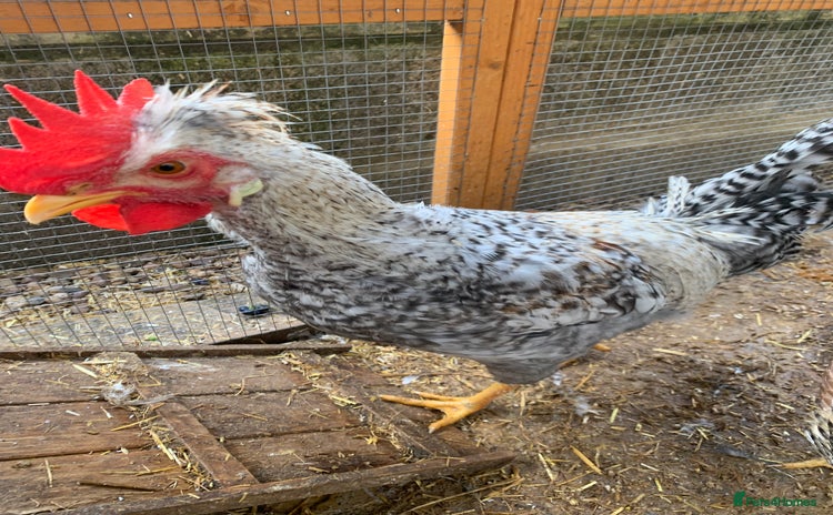 Chickens poultry - Advert 1