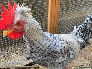 Chickens poultry - Advert 3