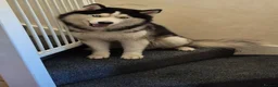 Siberian Husky dogs for stud: Siberian Husky Shadow is waiting for your girl - Advert 4