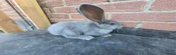 Continental Giant rabbits for sale: Giant continental rabbits  - Advert 9