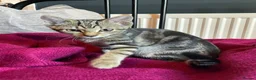 Domestic Shorthair cats for adoption: Ash & Etta, 4 month old kitten pair - Advert 13
