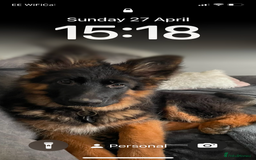 German Shepherd dogs for sale: German Shepherd Girl 13 months old  - Image 4