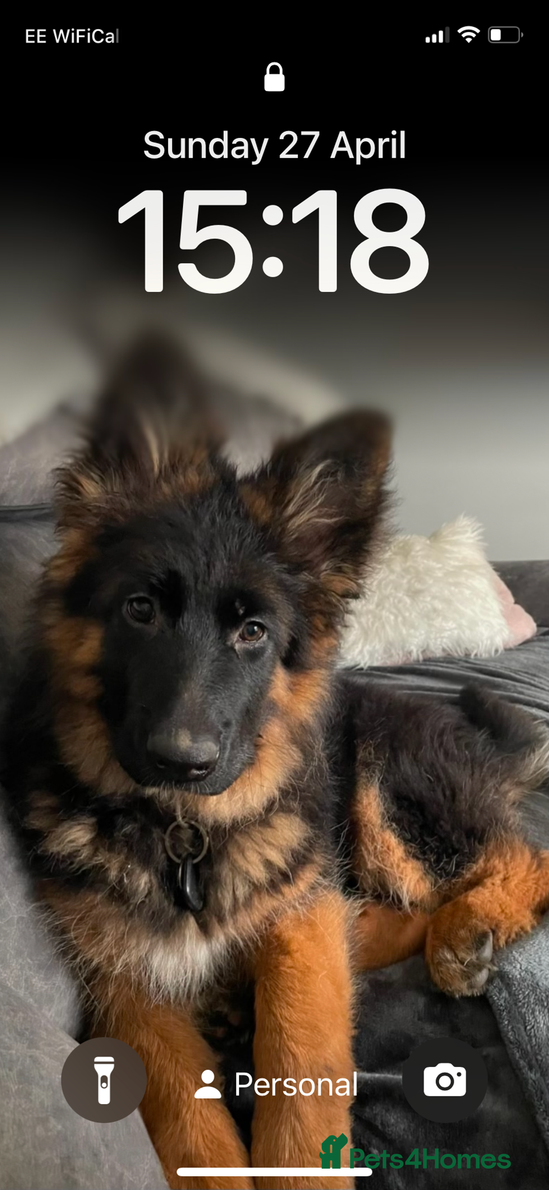German Shepherd dogs for sale: German Shepherd Girl 13 months old  - Image 4