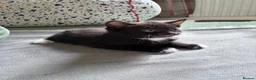 Russian Blue cats for sale: 2 Beautiful Russian Blue x Boys kittens - Advert 2