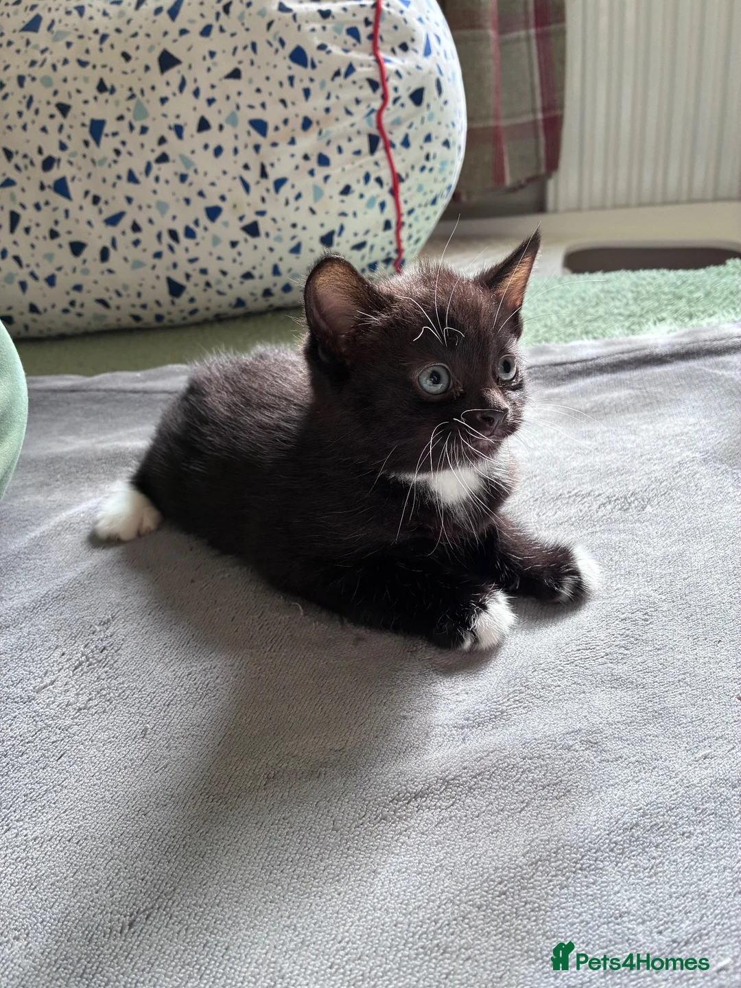 Russian Blue cats for sale: 2 Beautiful Russian Blue x Boys kittens - Advert 2