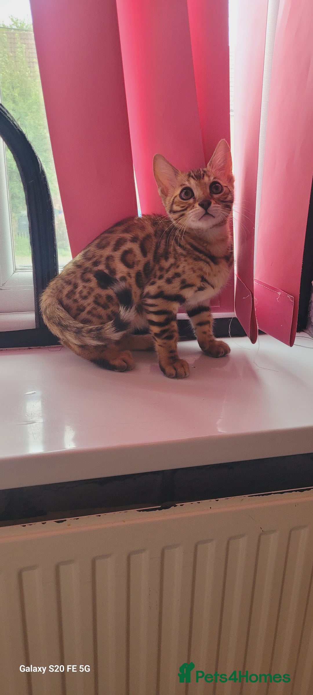Bengal cats for sale: Bengal kittens (Tica regi.) 2 boys left - Image 4