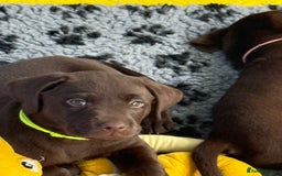 Labrador Retriever dogs for sale: Exceptional KC Chocolate Labrador Puppies - Image 24