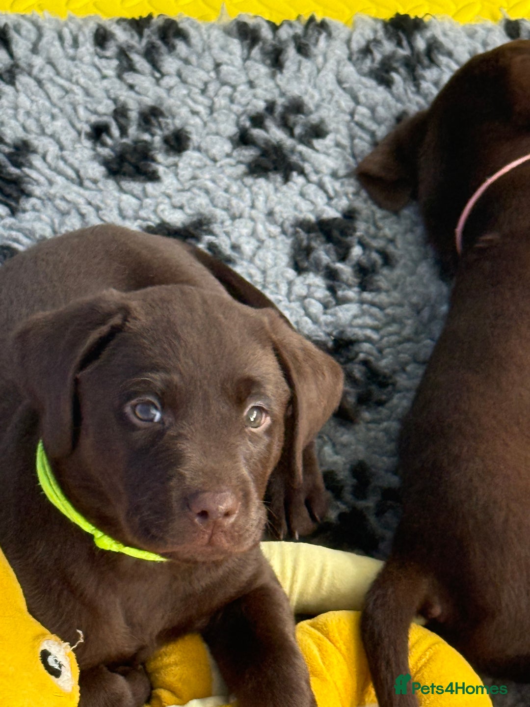 Labrador Retriever dogs for sale: Exceptional KC Chocolate Labrador Puppies - Image 24