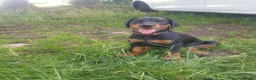 Dobermann dogs for sale: Adorable Doberman puppies  - Advert 24