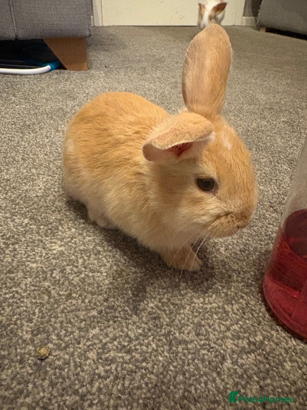 Mini Lop rabbits for sale: Adorable Baby Mini Lop Bunnies - Advert 1