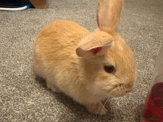 Mini Lop rabbits Adorable Baby Mini Lop Bunnies - Advert 1