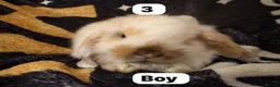 Mini Lop rabbits for sale: Super cute mini lops for sale  - Advert 3