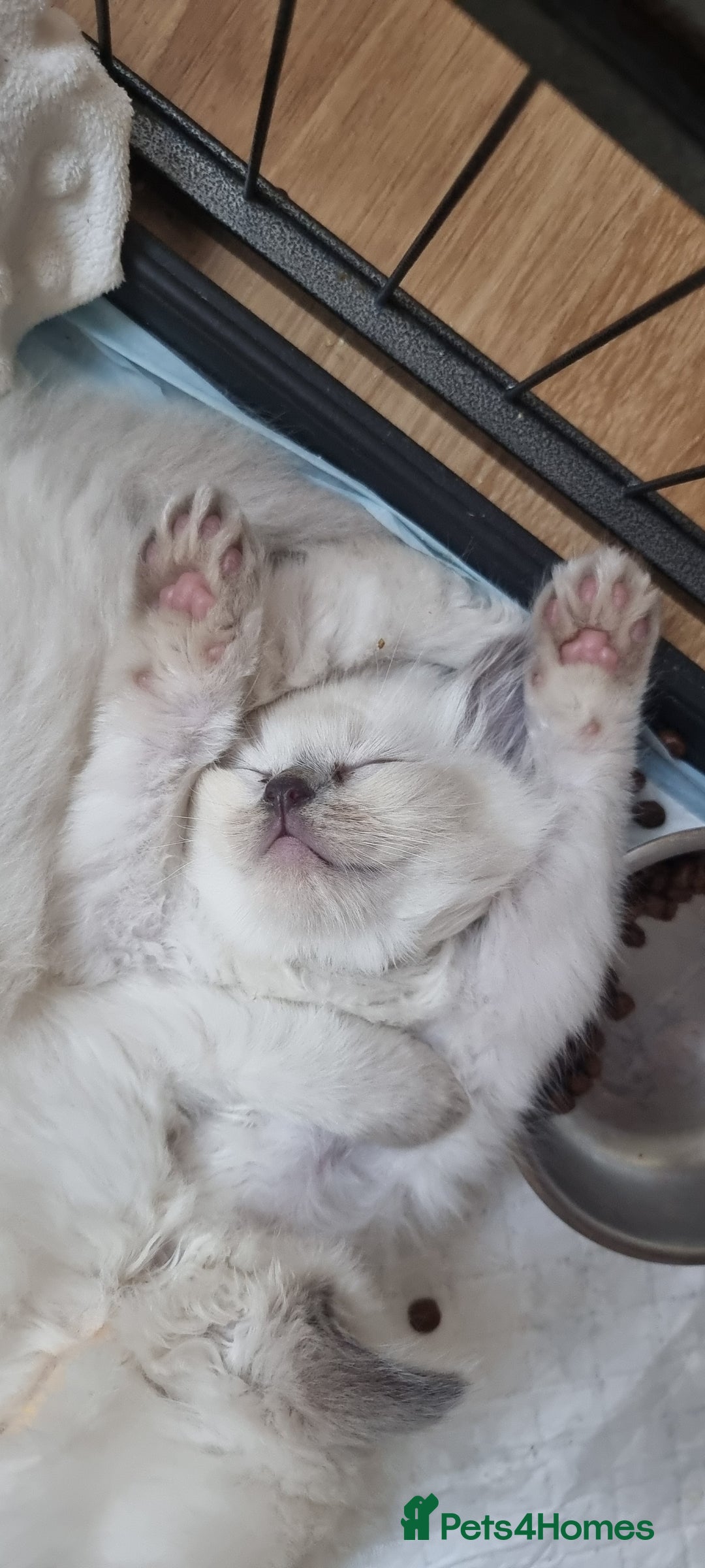 Ragdoll cats for sale: Adorable Ragdoll Kittens - READY NEXT WEEK - Image 2