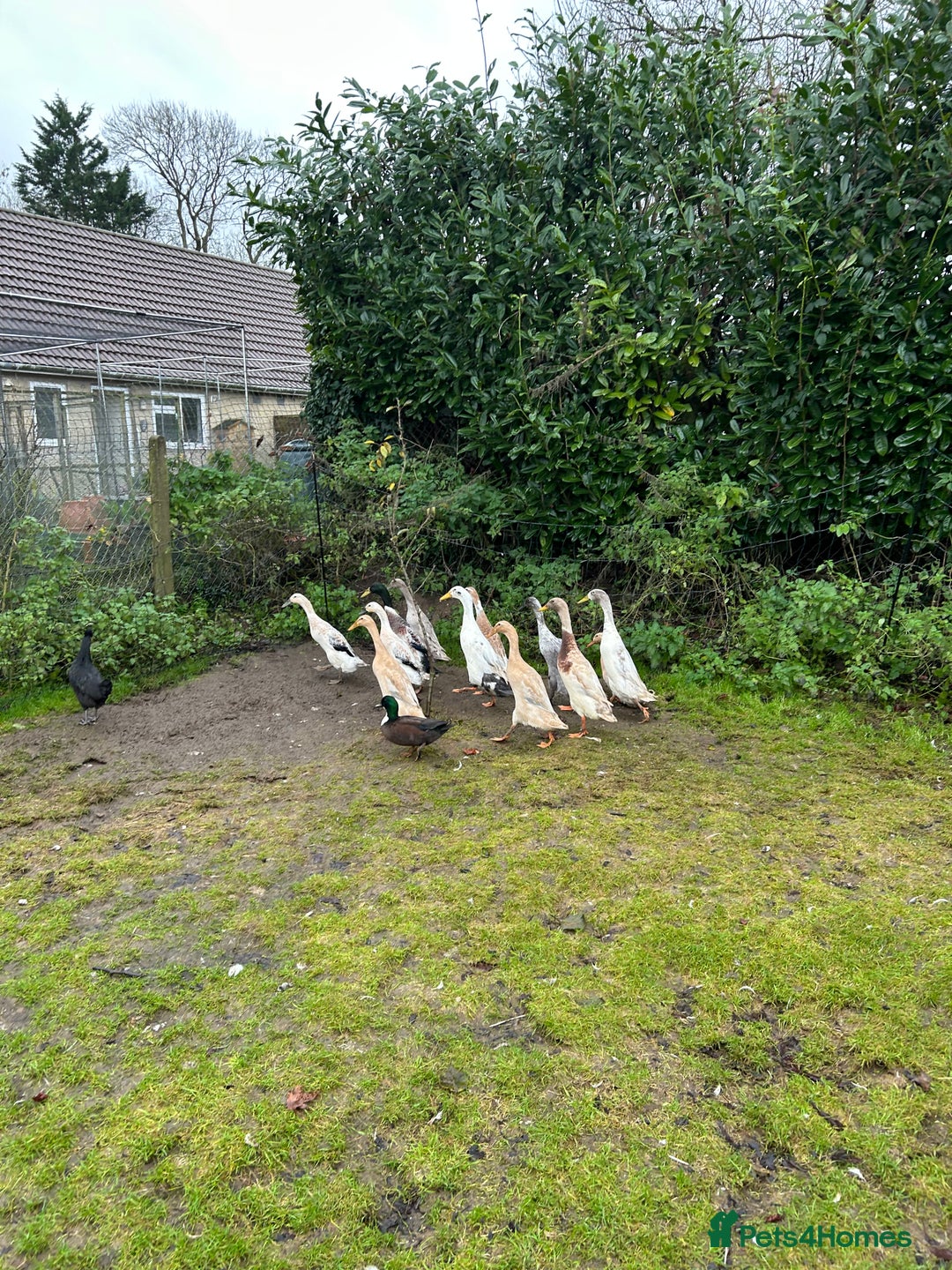 Ducks poultry for sale: Runner ducks Trios and pairs  - Advert 2