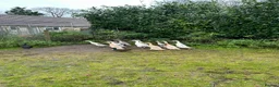Ducks poultry for sale: Runner ducks Trios and pairs  - Advert 2