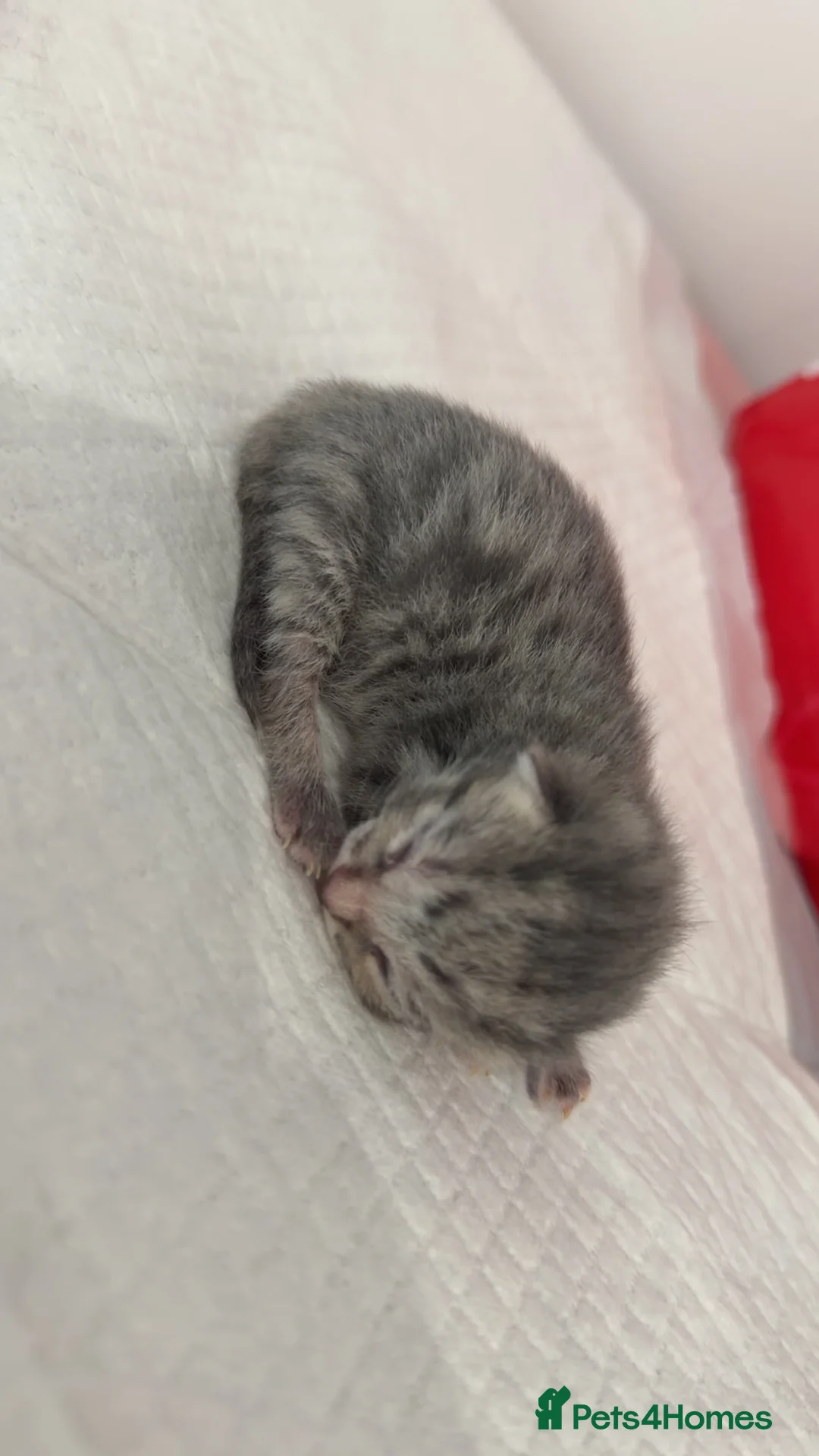 Ragdoll cats for sale: Ragdoll X Tabby  - Advert 8