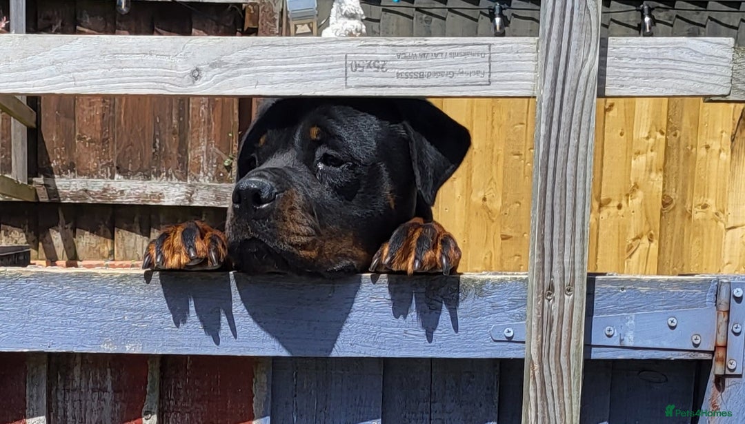 Rottweiler dogs for sale: Kc very well bred bitches available  - Image 5