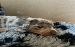 Miniature Dachshund dogs for sale: Mini dachshund puppies 6 weeks - Advert 20