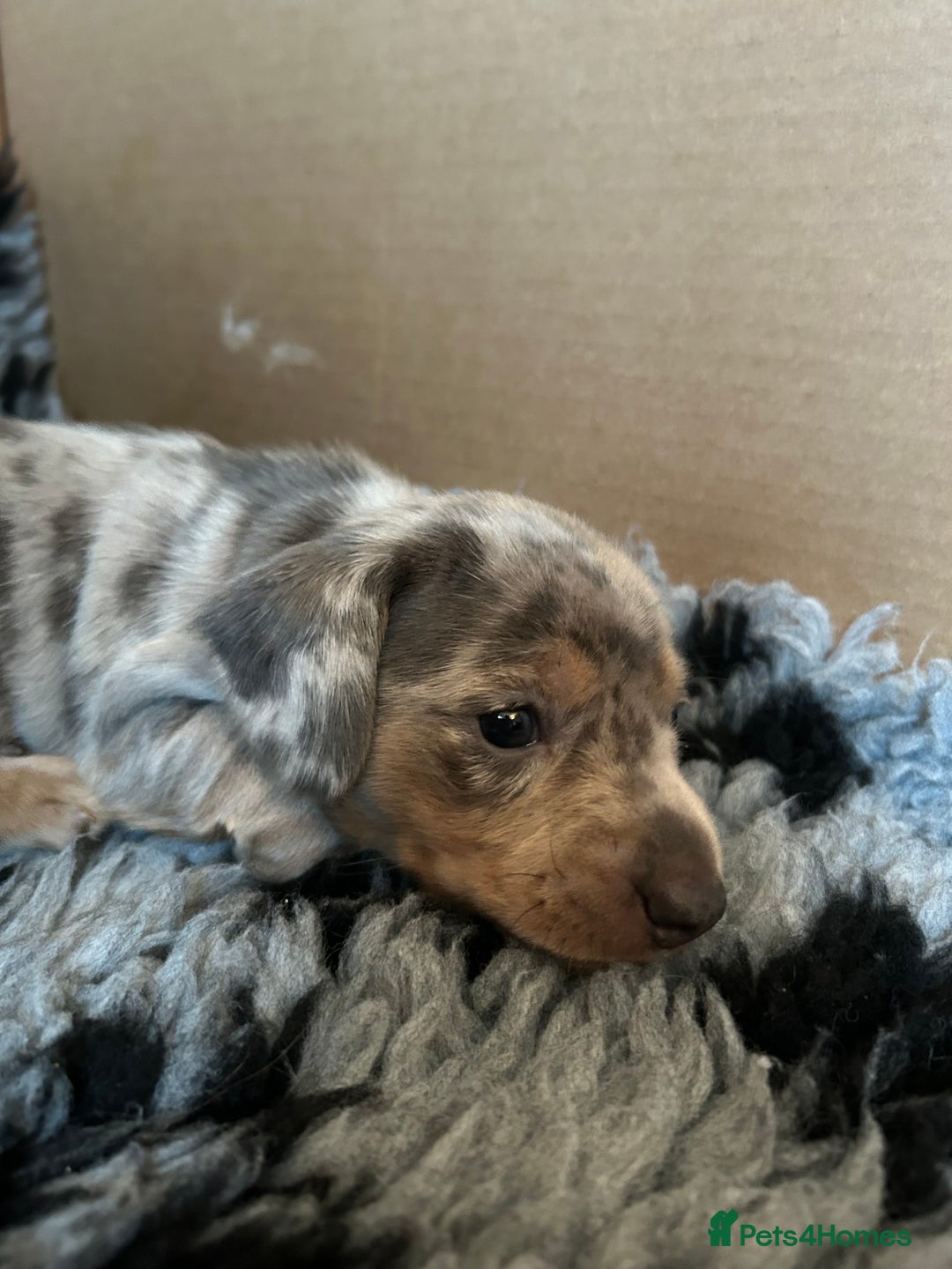 Miniature Dachshund dogs for sale: Mini dachshund puppies 6 weeks - Advert 20