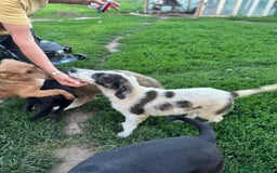 Mixed Breed dogs for adoption: ODIN, a superb young boy - for a Loving Home - Image 38