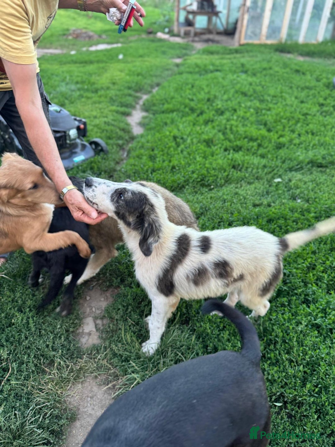 Mixed Breed dogs for adoption: ODIN, a superb young boy - for a Loving Home - Image 38