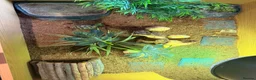 Tortoise reptiles for sale: Horsfield's Tortoise in Chigwell - Advert 7