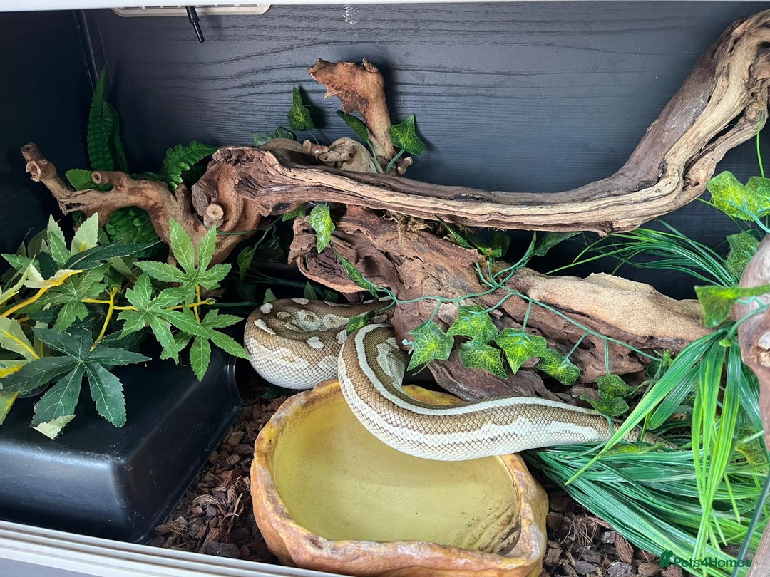 Python Snake reptiles for sale: Cinnamon lesser royal python  - Image 4
