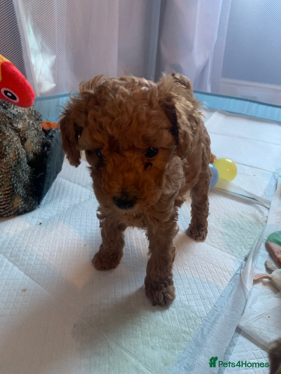 Cavapoo dogs for sale: Toy Cavapoo puppies - Advert 20