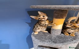 Bengal cats for sale: Stunning TICA Bengals - Image 9