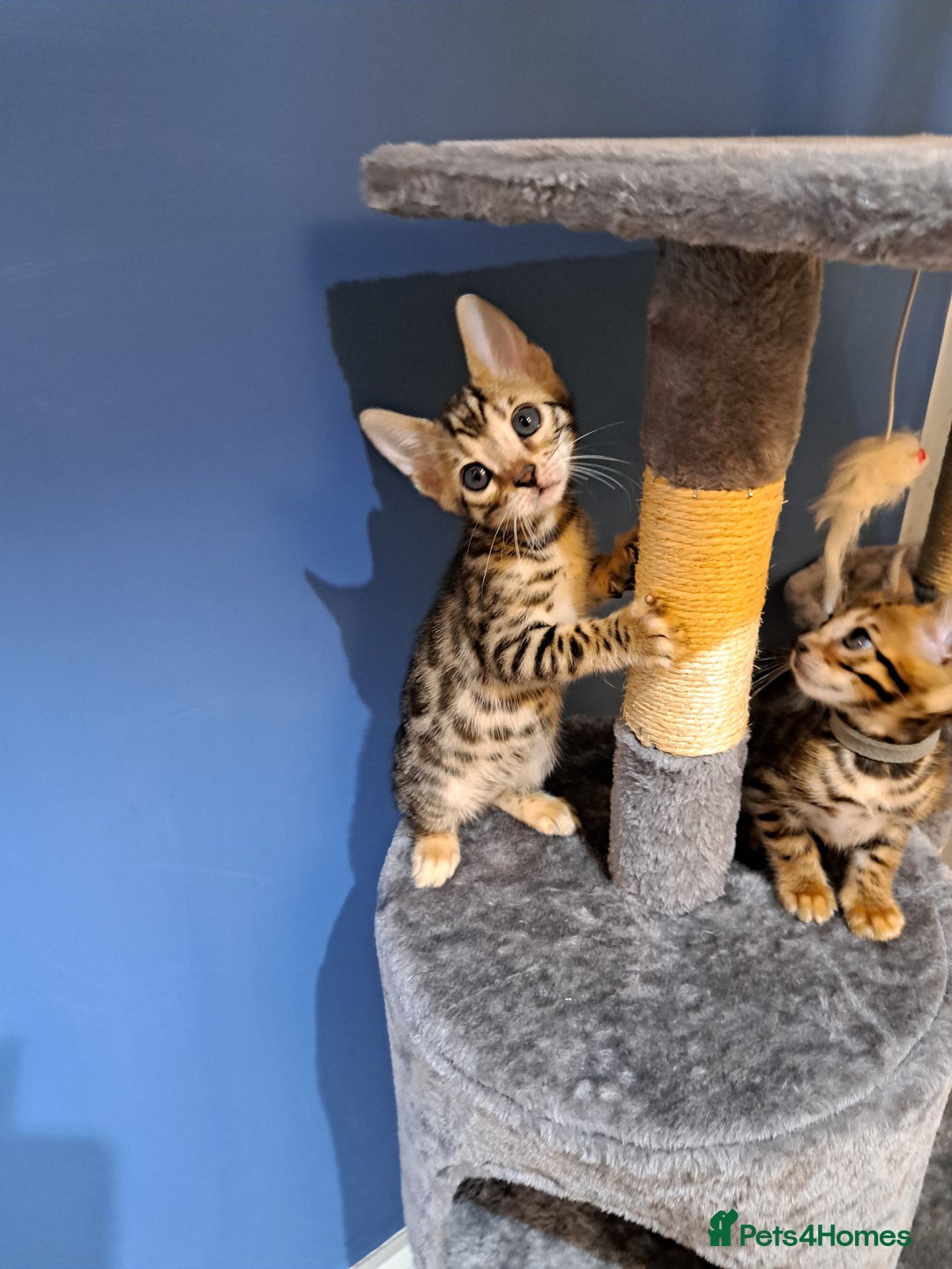 Bengal cats for sale: Stunning TICA Bengals - Image 9
