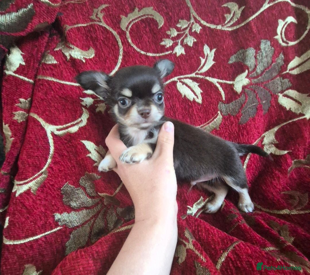 Chihuahua dogs Fully Health Tested Parents - Advert 2