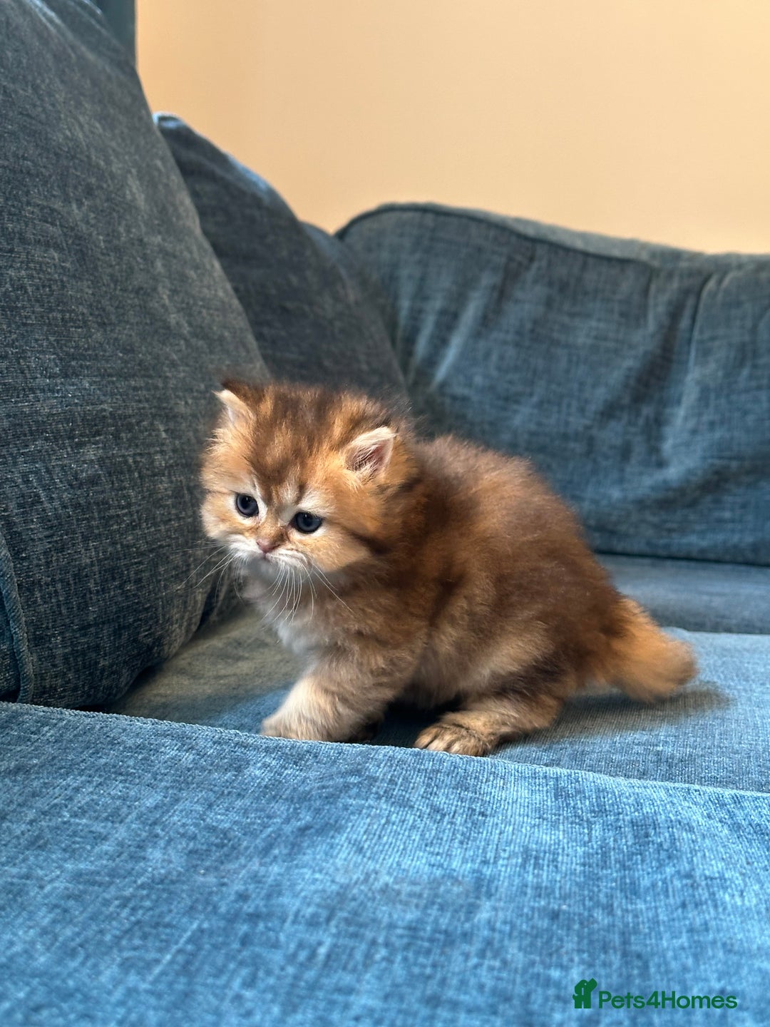 British Longhair cats for sale: Rare Golden Shaded British Longhair Girl Teddy  - Image 24