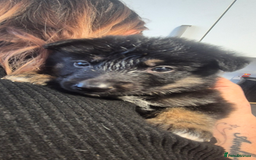 Shepsky dogs for sale: Shadow - Image 1