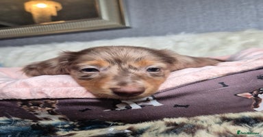 Miniature Dachshund dogs - Advert 6