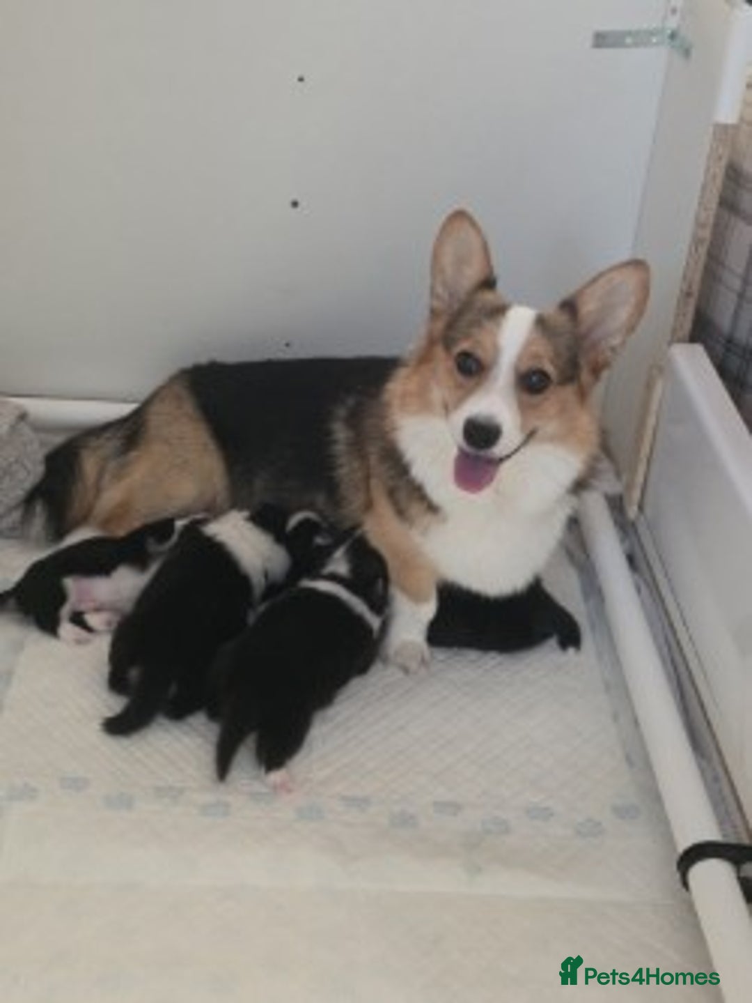 Welsh Corgi Pembroke dogs for sale: Last Welsh Corgi Boy available from 17th Jan 2026 - Advert 8