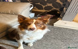 Mixed Breed dogs for sale: Cocker Collie Puppies - Image 9