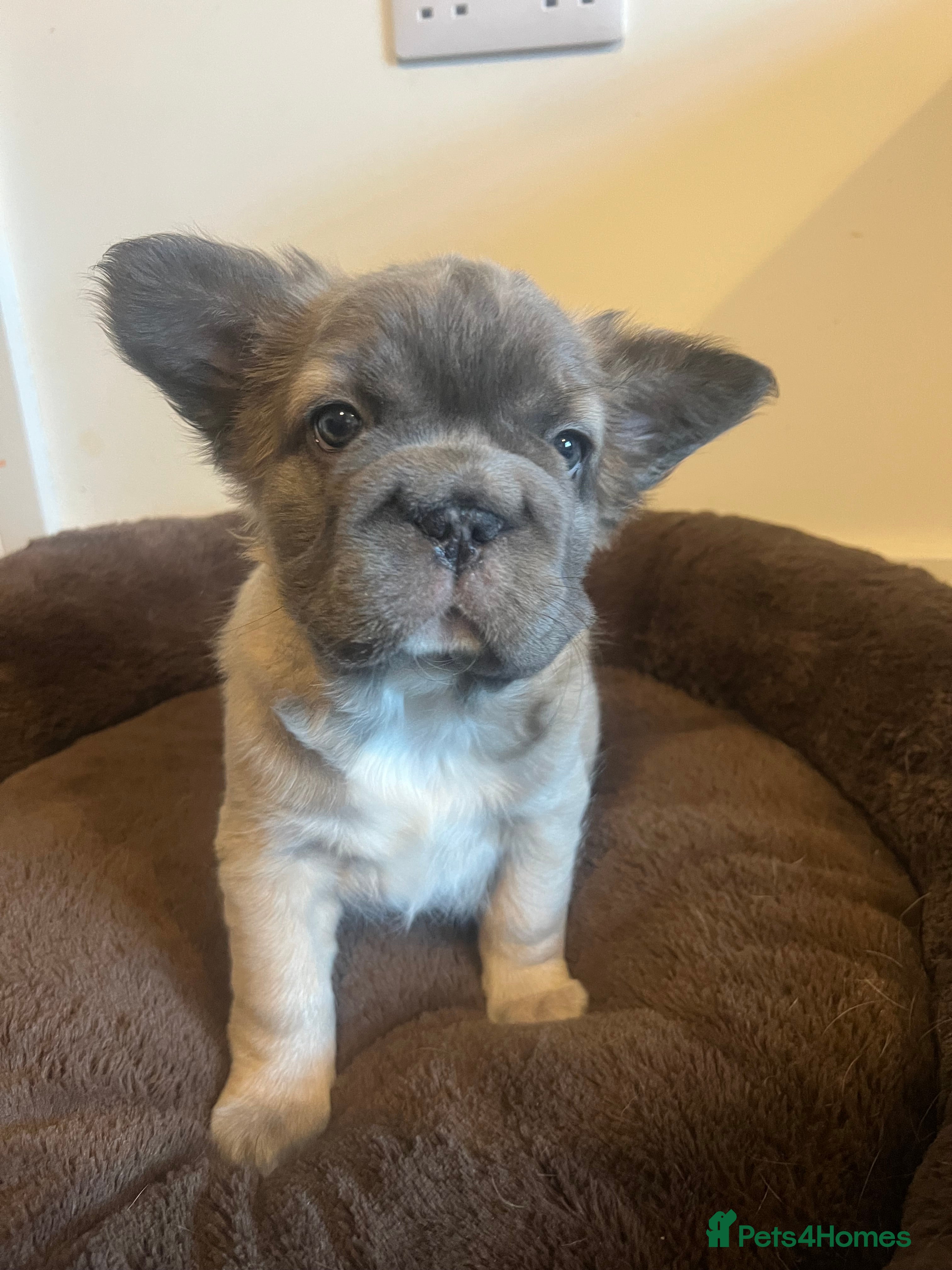 French Bulldog dogs Beautiful Fluffy Frenchies. Ready now 🥰 💫  - Advert 12