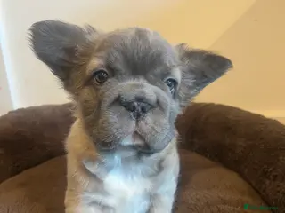 French Bulldog dogs Beautiful Fluffy Frenchies. Ready now 🥰 💫 - Advert 5