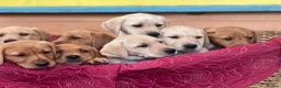 Labrador Retriever dogs for sale: KC Reg Labrador pups Working Traditional Chunky - Advert 3