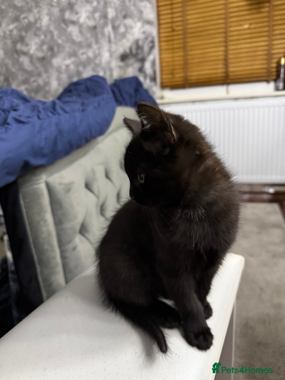 Mixed Breed cats for sale: 10-Week-Old Playful Kittens Seeking Loving Homes - Advert 23