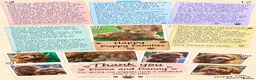 Cavapoo dogs for sale: Beautiful, health tested F1b Cavapoo Puppies - Advert 29