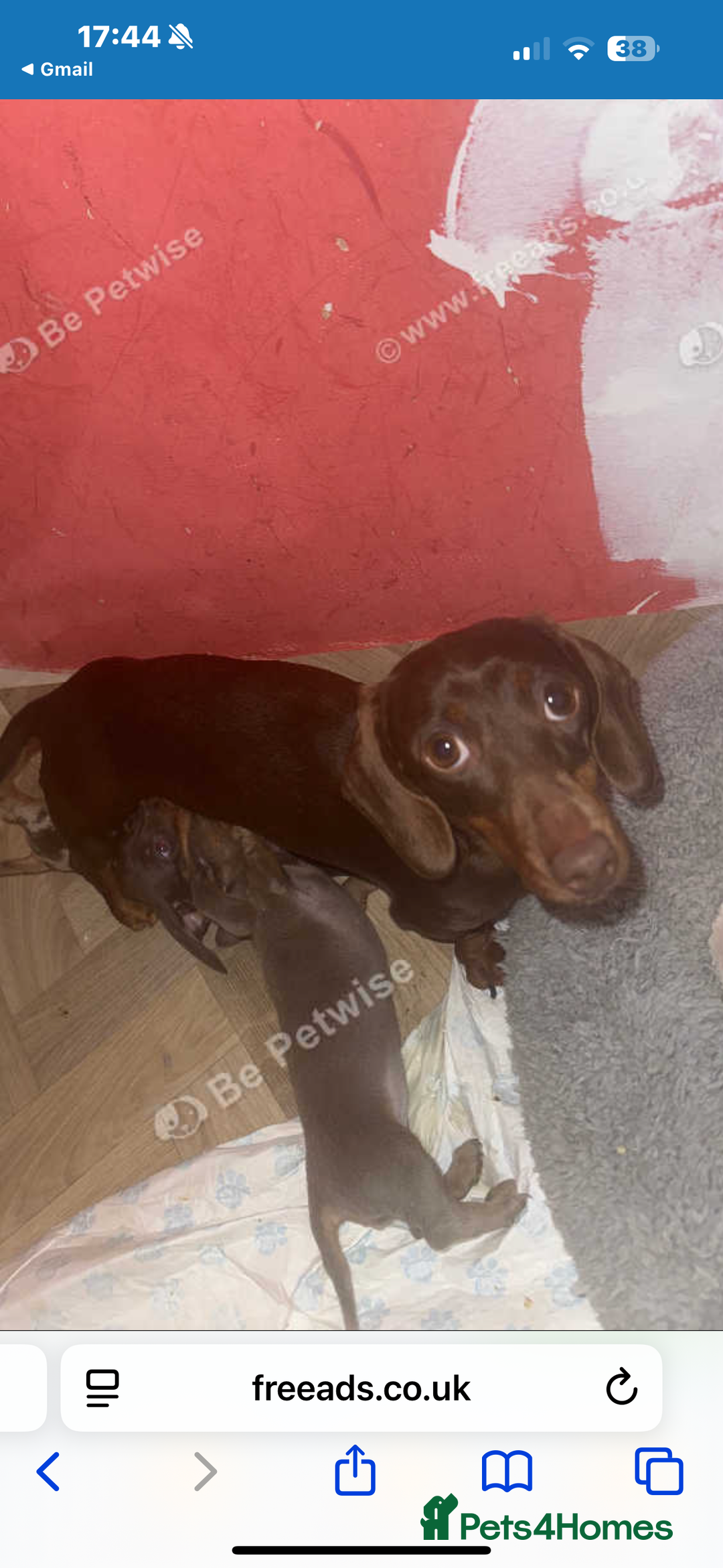 Miniature Dachshund dogs for sale: Two miniature dachshund puppys 💙💕  - Image 6