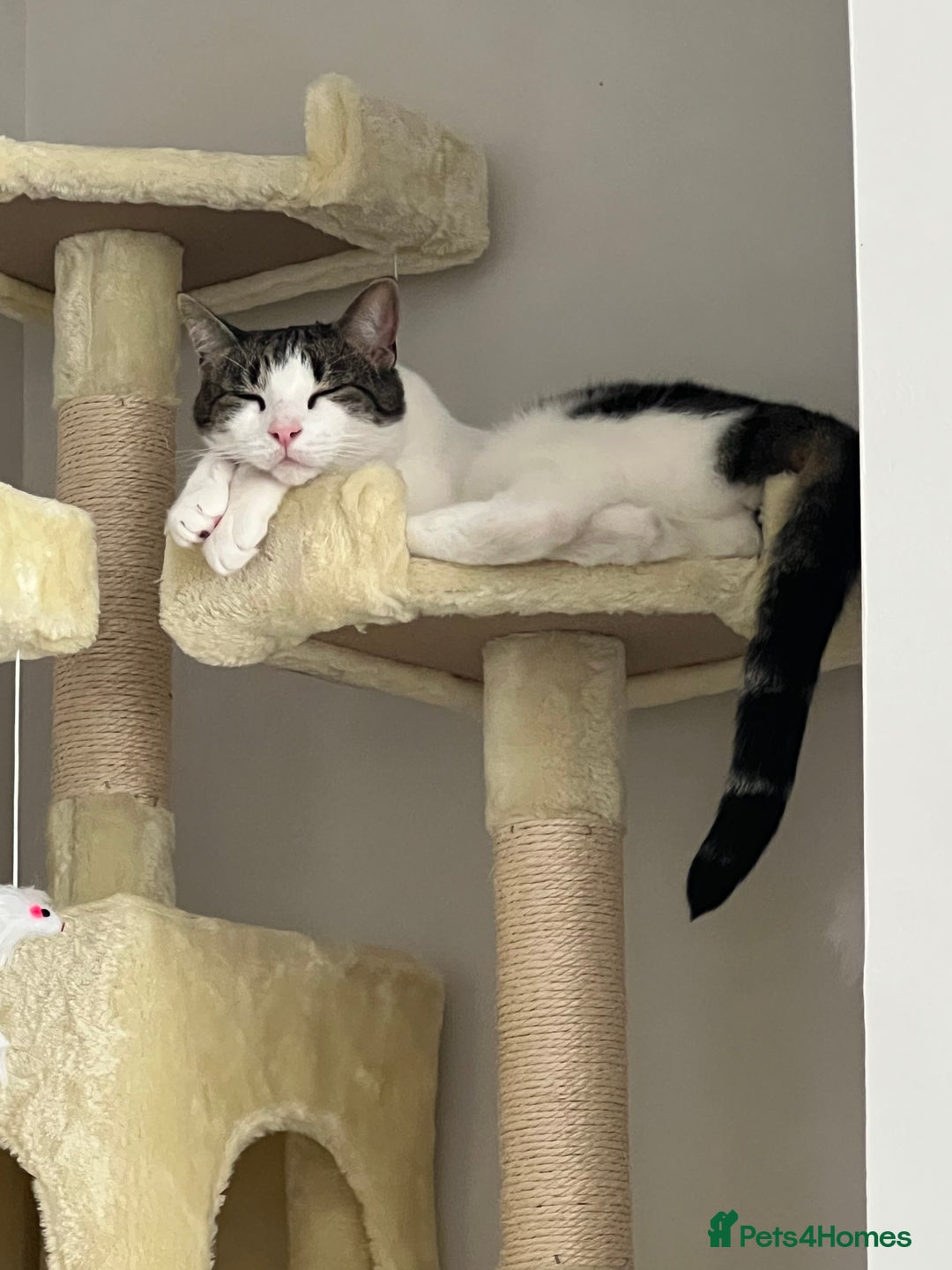 Domestic Shorthair cats for sale: Two beautiful cats looking for a new loving home. - Advert 13