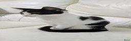 Mixed Breed cats for sale: Female kitten - Advert 4