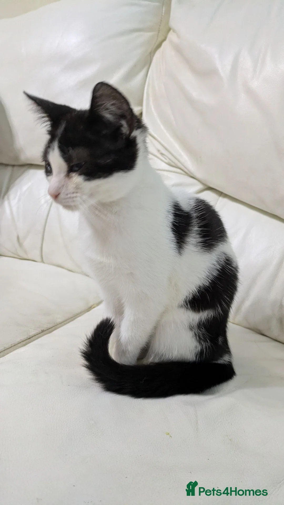 Mixed Breed cats for sale: Female kitten - Advert 4
