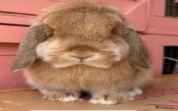 Mini Lop rabbits for sale: Waiting list open for Mini lops & lionlops - Image 7