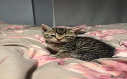 British Shorthair cats for sale: 3 tabby girls, 1 black boy - Image 6